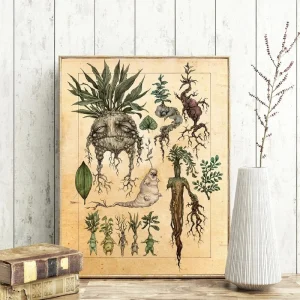 Affiche De Plante De Ginseng Vintage